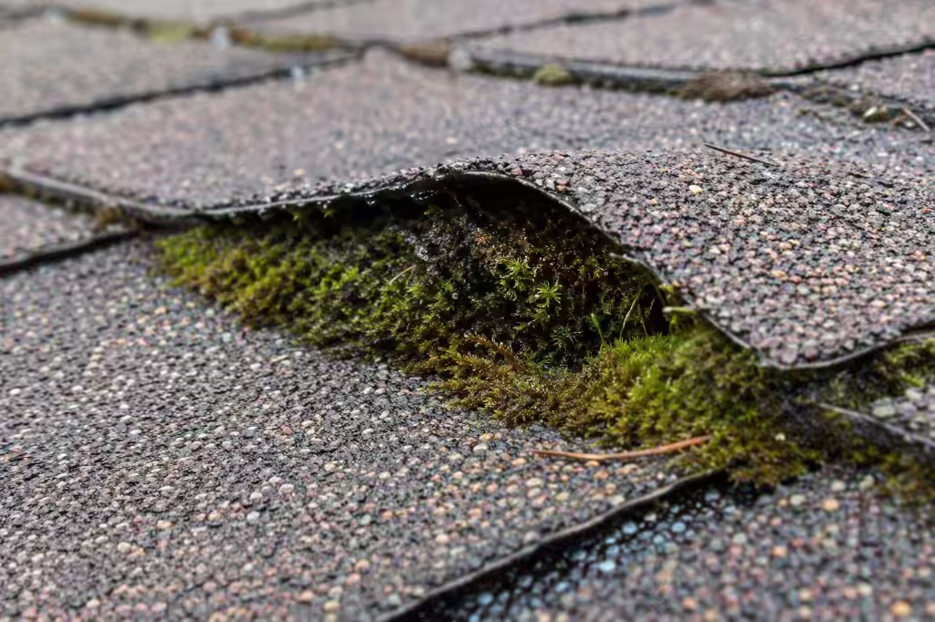 Close-up of thick green moss lifting an asphalt shingle tab on a residential roof